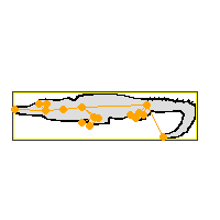 crocodile