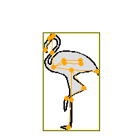 flamingo