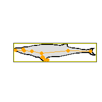whale